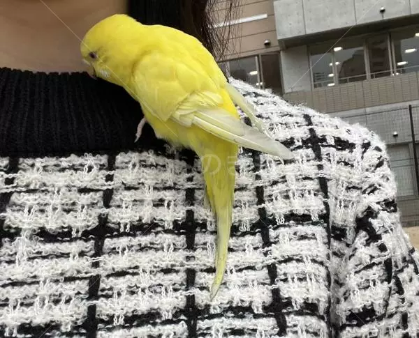 コメントの画像