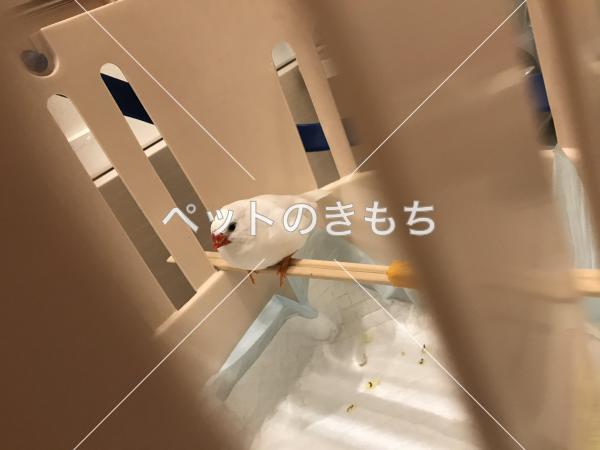 コメント投稿の画像