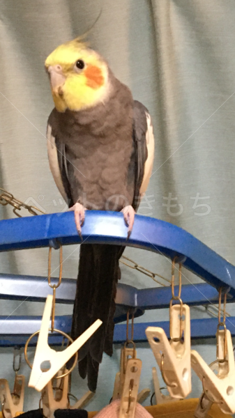 迷子鳥の画像
