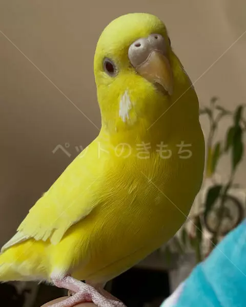 迷子鳥の画像