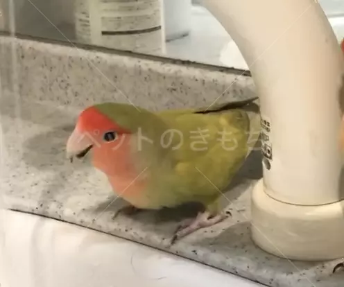 迷子鳥の画像