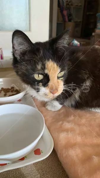 コメントの画像