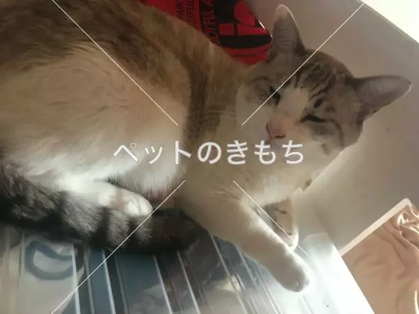 迷子猫の画像