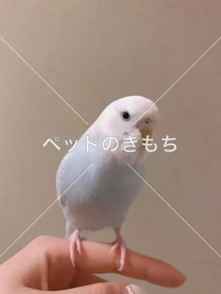 迷子鳥の画像
