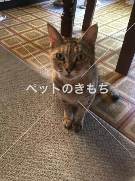 迷子猫の画像