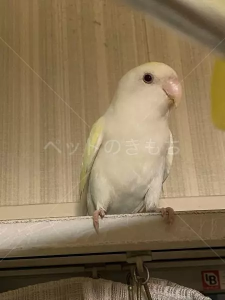 迷子鳥の画像