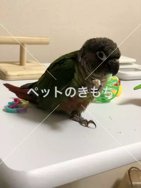 迷子鳥の画像