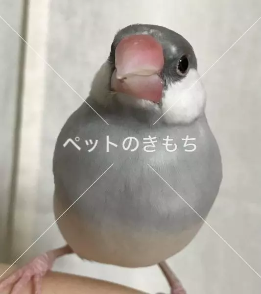 迷子鳥の画像