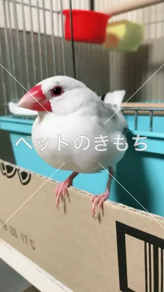 迷子鳥の画像