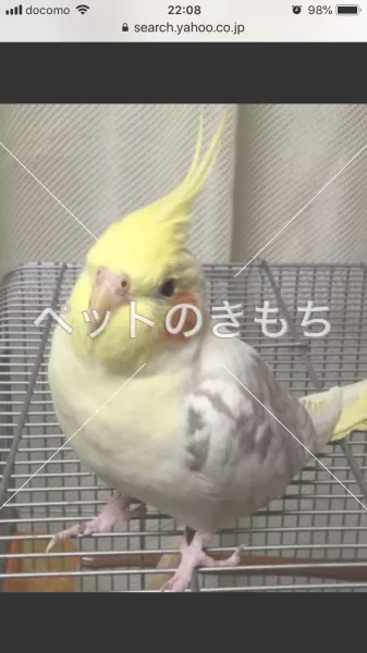 迷子鳥の画像