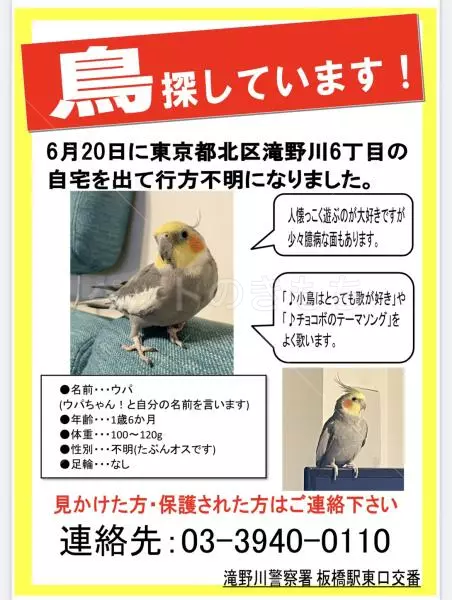 迷子鳥の画像