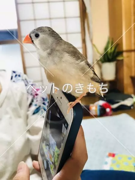 迷子鳥の画像