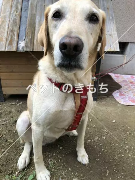 迷子犬の画像