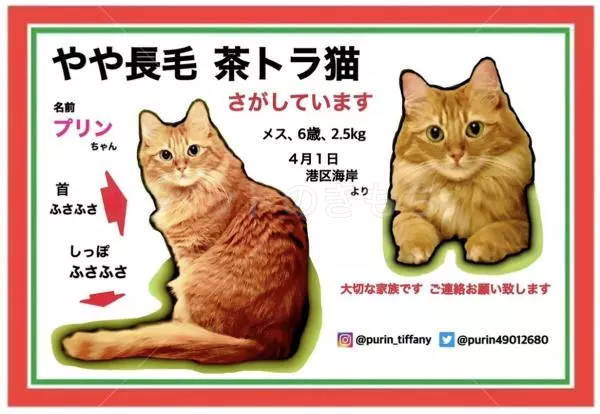 迷子猫の画像