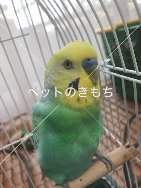 迷子鳥の画像