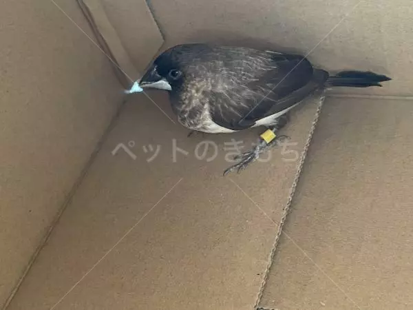 保護鳥の画像