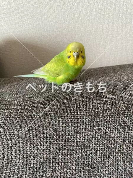 迷子鳥の画像