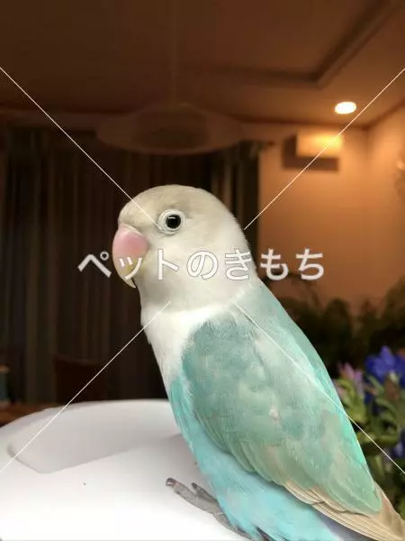 迷子鳥の画像