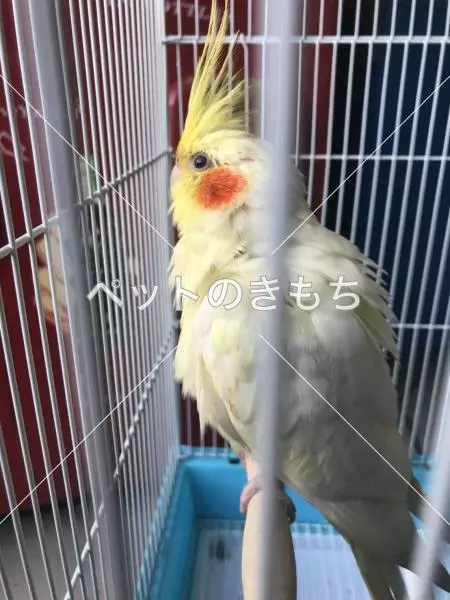保護鳥の画像