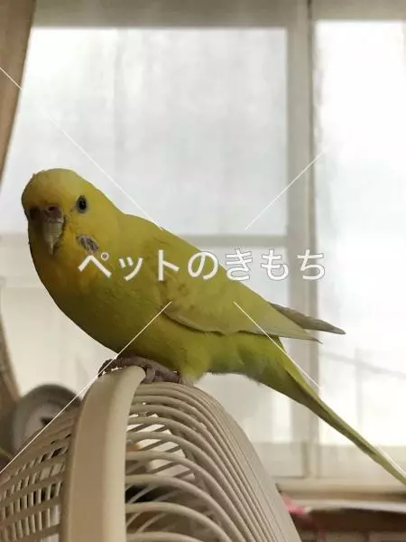 迷子鳥の画像