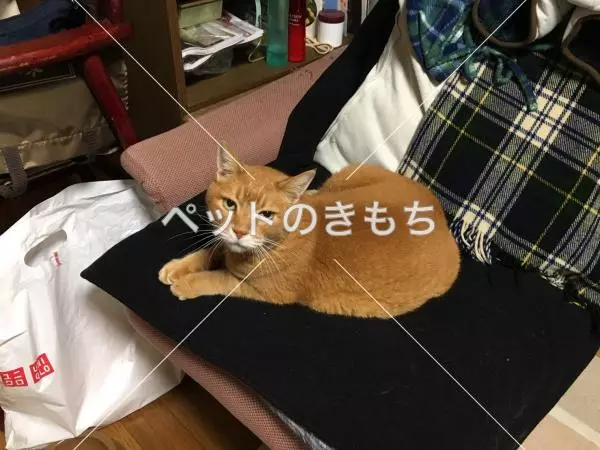 迷子猫の画像