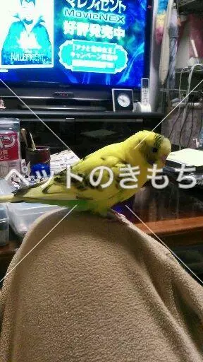 迷子鳥の画像
