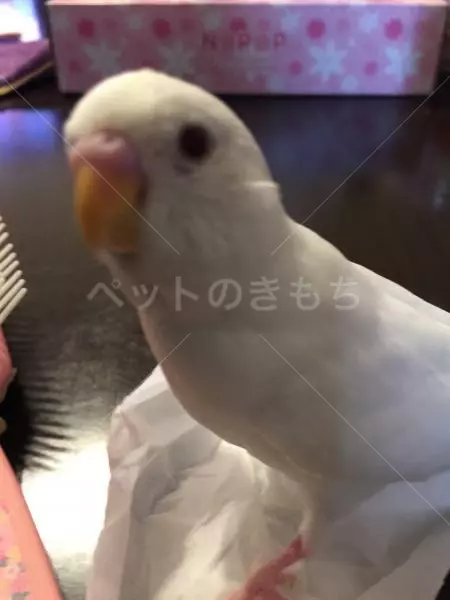 迷子鳥の画像