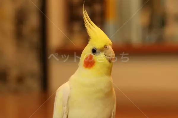 迷子鳥の画像