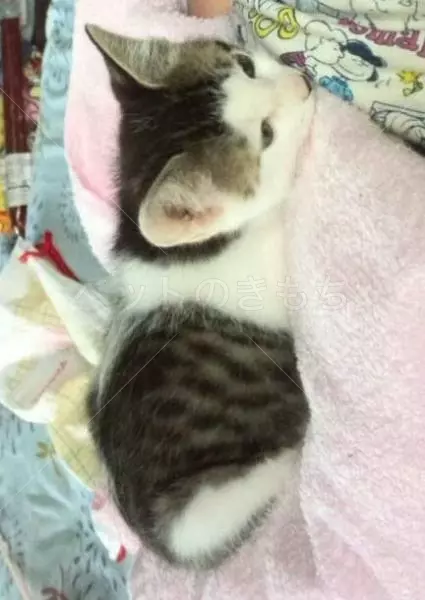 迷子猫の画像