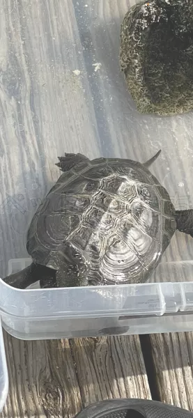 迷子ペットの画像