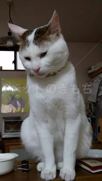 迷子猫の画像