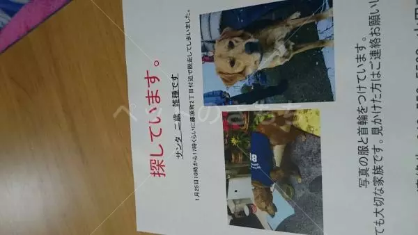 迷子犬の画像