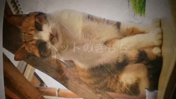 迷子猫の画像