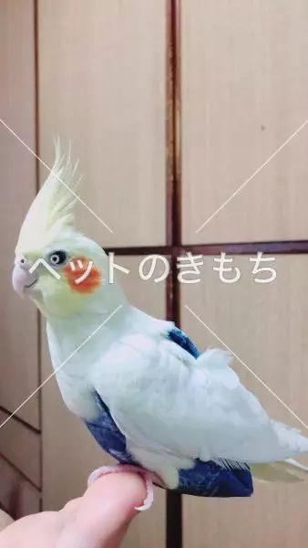 迷子鳥の画像