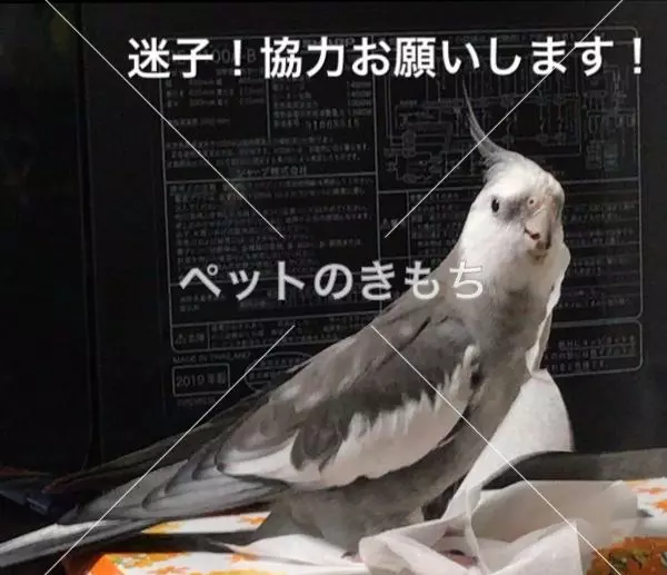 迷子鳥の画像