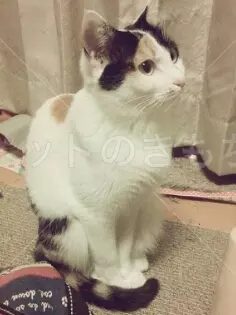 迷子猫の画像