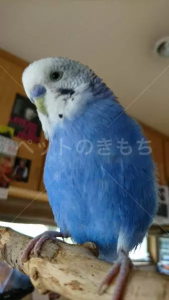 迷子鳥の画像