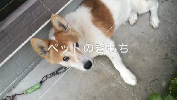 迷子犬の画像
