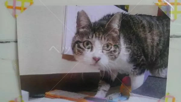 迷子猫の画像