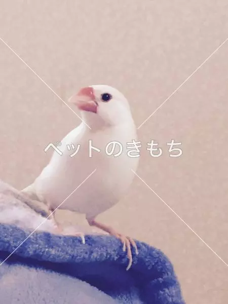 迷子鳥の画像