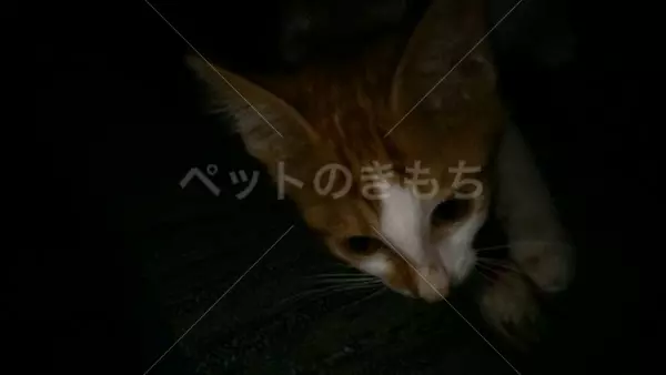 保護猫の画像