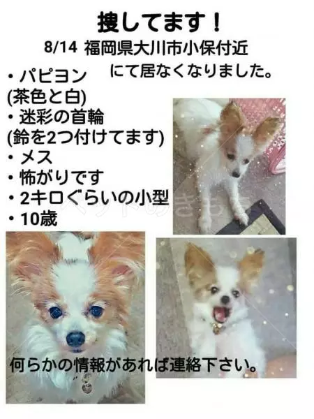 迷子犬の画像