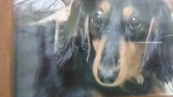 迷子犬の画像