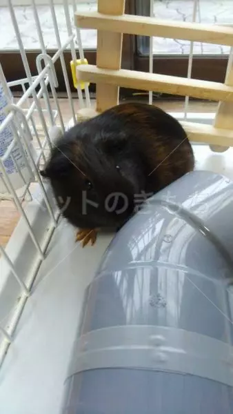 迷子ペットの画像