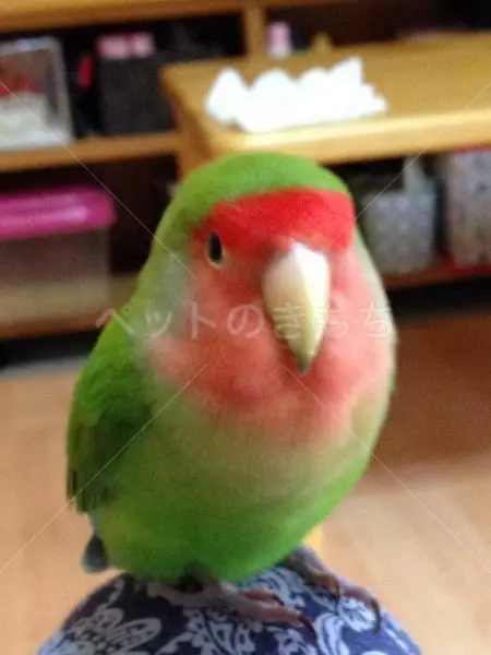 コメント投稿の画像