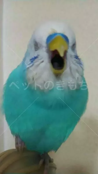 迷子鳥の画像