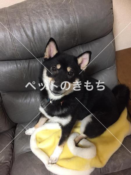 迷い犬の写真