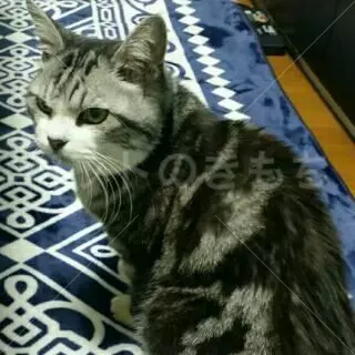 迷子猫の画像