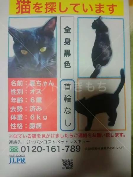 迷子猫の画像
