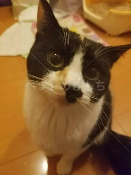 迷子猫の画像